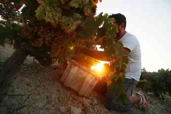 Vinoplacer apoya la recuperación del patrimonio vitivinícola español