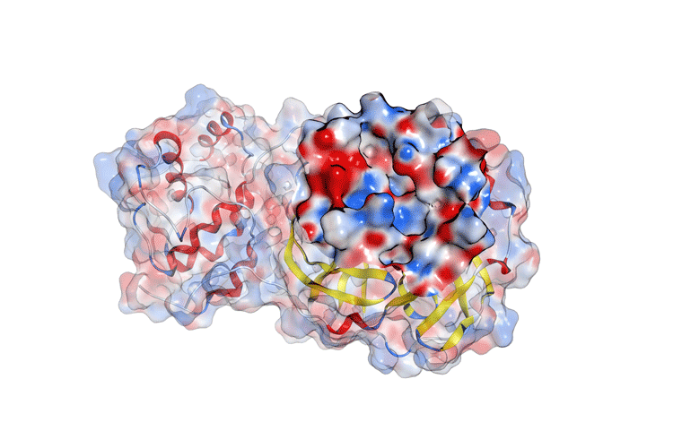 IQS desarrolla un potencial inhibidor de proteasa para combatir el COVID-19