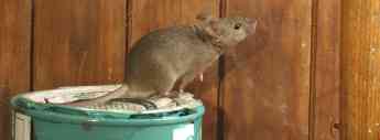 Rentokil Initial: El confinamiento incrementa las plagas de ratas y ratones en las ciudades