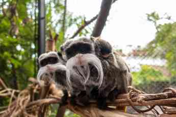 Nacen en Loro Parque dos mellizos de tití emperador