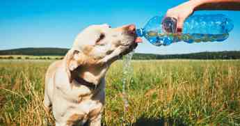 Claves para cuidar a las mascotas en verano, según Wamiz