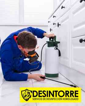 Insectos en la casa: 10 consejos para eliminarlos para siempre por DESINTORRE