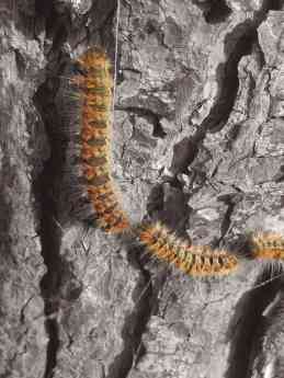 Oruga procesionaria