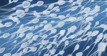 La morfología de los espermatozoides se ha deteriorado en los últimos años, reduciendo la fertilidad masculina