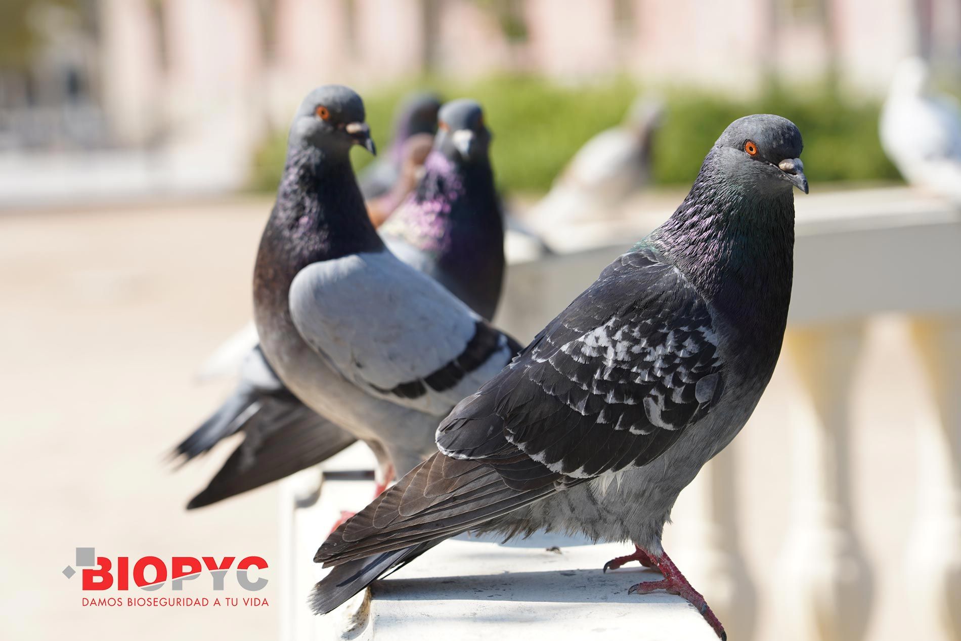 Biopyc recomienda realizar control de aves en la industria alimentaria y en espacios urbanos