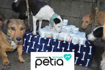 Donación recibida en una de las protectoras