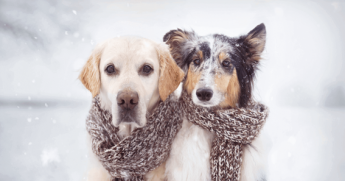 Claves para proteger a los perros de la nieve y el frío, según Wamiz