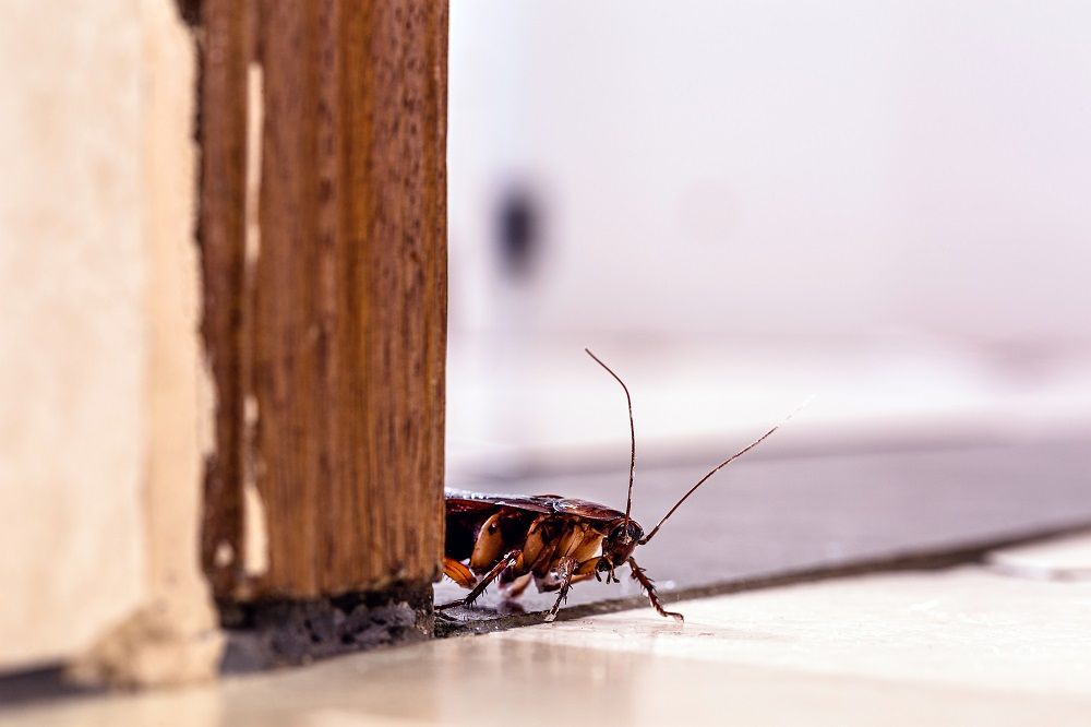 Rentokil Initial: Esto es lo que pasa cuando una cucaracha entra en una casa
