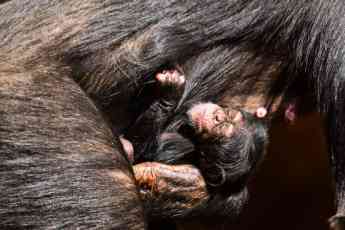 Foto de Nace una cría de chimpancé en Loro Parque