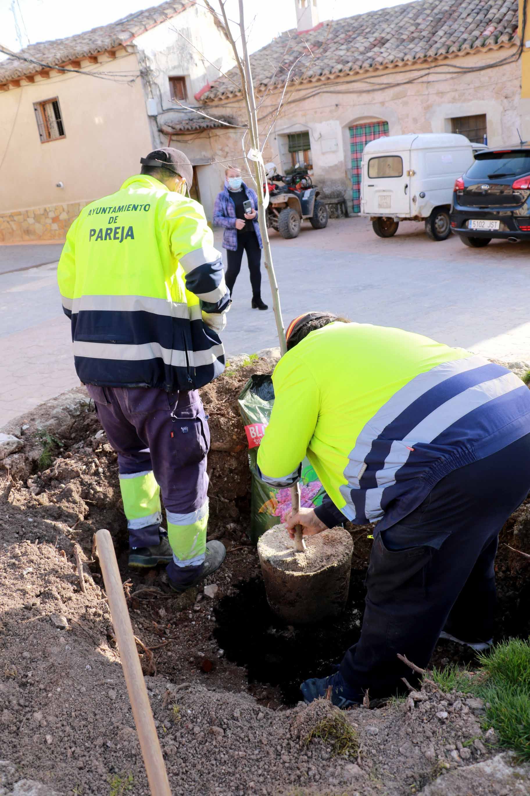 El Ayuntamiento de Pareja planta un nuevo olmo, resistente a la grafiosis, en Cereceda 