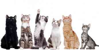Las razas de gatos más buscadas en España