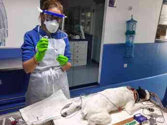 El Hospital Veterinario Guadiamar recoge muestras para investigar la exposición al Covid-19 en mascotas