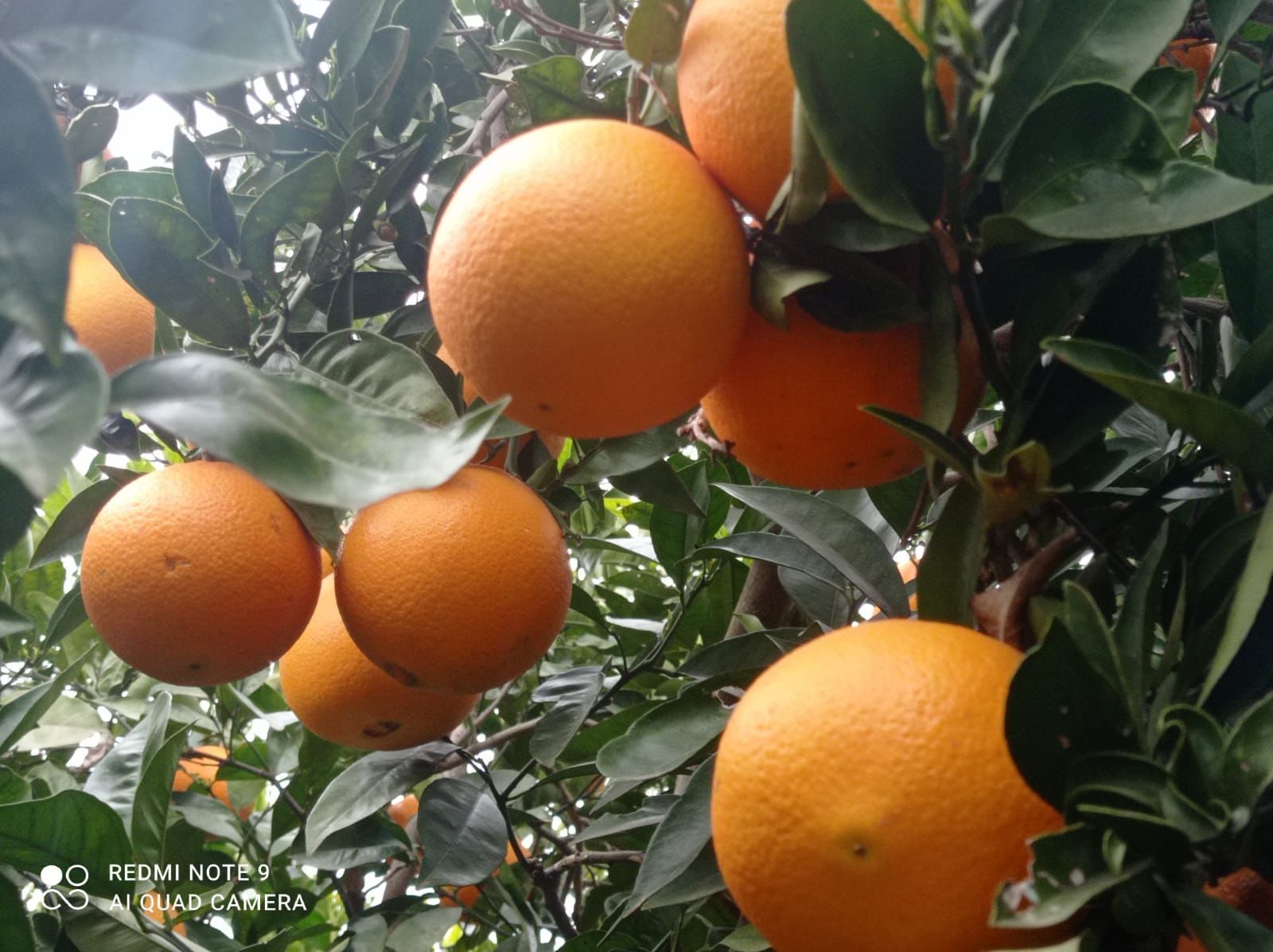 Naranjas la Torre regala cajas de 5kg de naranjas por su XVI aniversario
