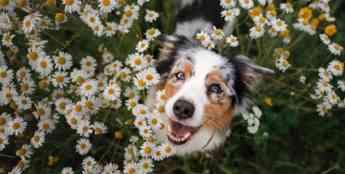 Consejos para salir a pasear con tu perro en primavera, según Wamiz
