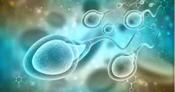 Los óvulos facilitan el embarazo corrigiendo espermatozoides con anomalías genéticas