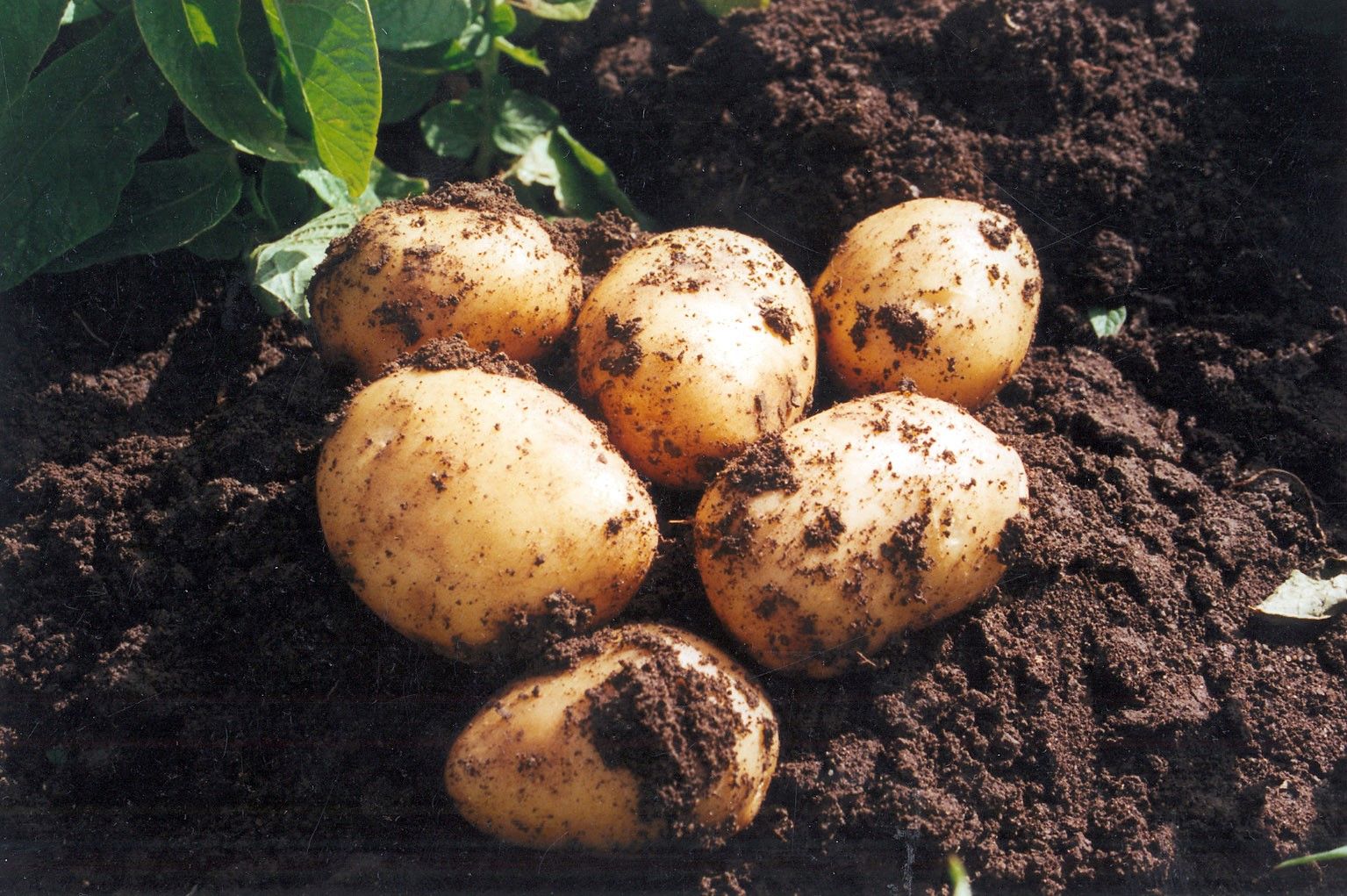 Como sembrar patatas