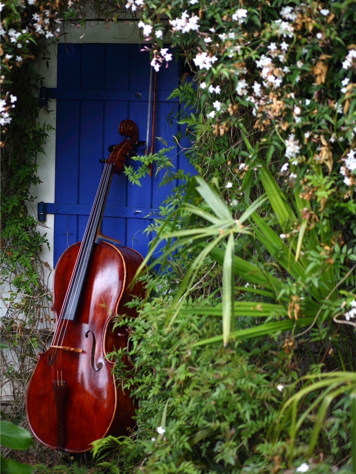 Fotografia Cello 