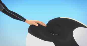 Loro Parque celebra el estreno de un cortometraje sobre la orca Morgan