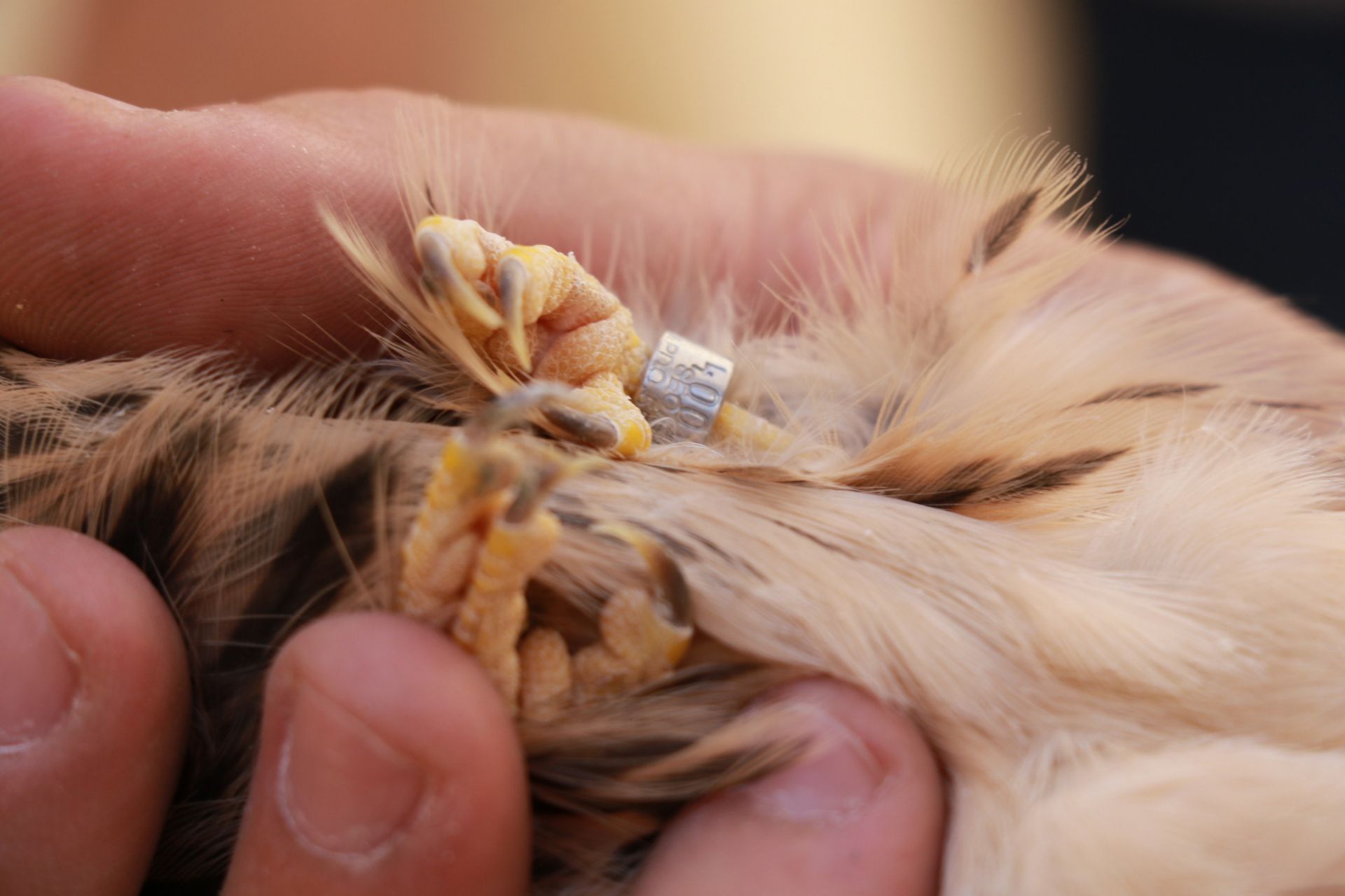 29 polluelos, de siete parejas, salen adelante en 2021 en el primillar de Quer