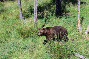 El Hotel Esquirol recomienda el Parc d’animals dels Angles, una actividad ideal para realizar en familia