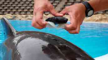 Loro Parque participa en el estudio sobre bienestar de cetáceos más grande de la historia