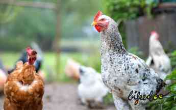 Noticias Agricultura | Pienso ecológico gallinas