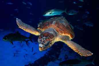 Una tortuga encontrada en estado crítico se recupera en Poema del Mar antes de ser devuelta al mar