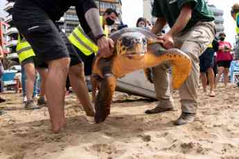 Foto de Poema del Mar devuelve al océano a una tortuga encontrada en