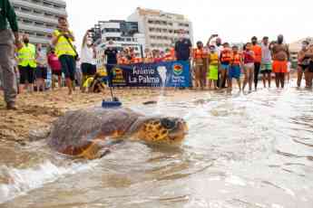 Foto de Poema del Mar devuelve al océano a una tortuga encontrada en