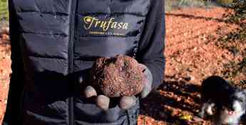 La trufa negra de cultivo sostenible de Trufasa, la gran protagonista de la temporada de la trufa