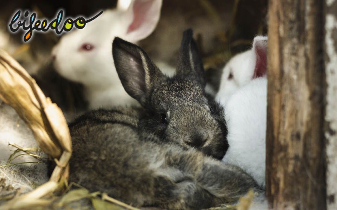 Foto de Pienso ecológico para conejos