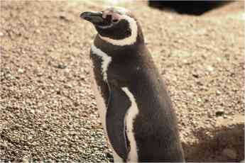 Foto de Pingüino en la costa