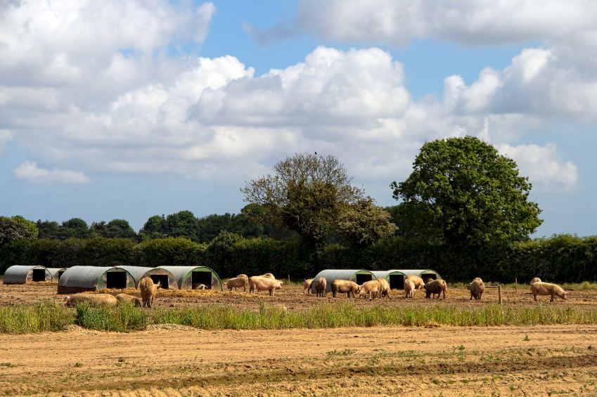 Producción de cerdos en Inglaterra Producción de cerdos en Inglaterra