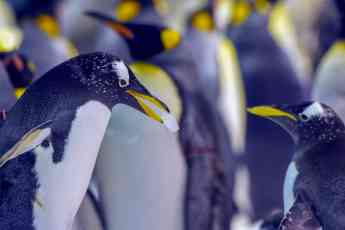 Foto de Loro Parque da la bienvenida a numerosas crías de pingüino