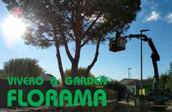 ¿Cuándo podar los árboles y arbustos que florecen en primavera? Por PODAS FLORAMA
