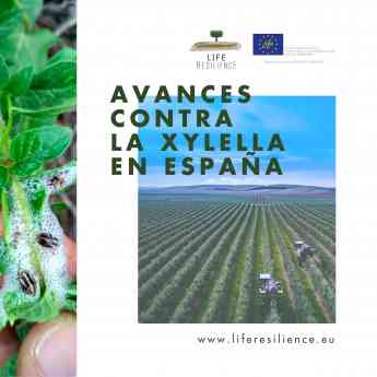 LIFE Resilience afronta su última etapa con grandes avances contra la Xylella en España