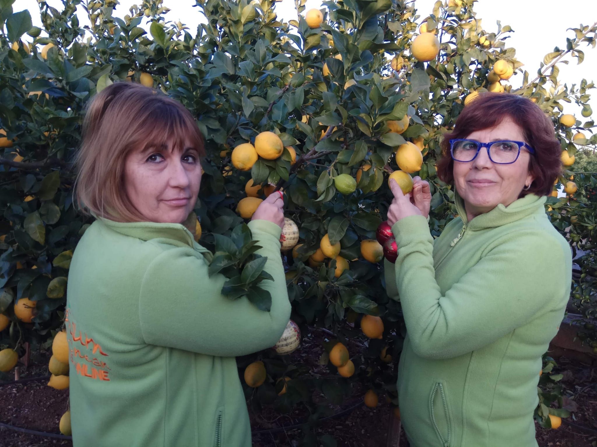 Premium Mediterranean lidera la venta de naranjas online 