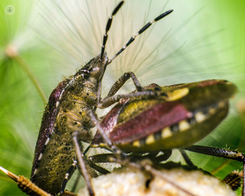 La Unidad de la Mujer del Ruber Internacional explica qué es y cómo puede afectar la enfermedad de Chagas