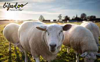 Producción ecológica de ovino, según Bifeedoo