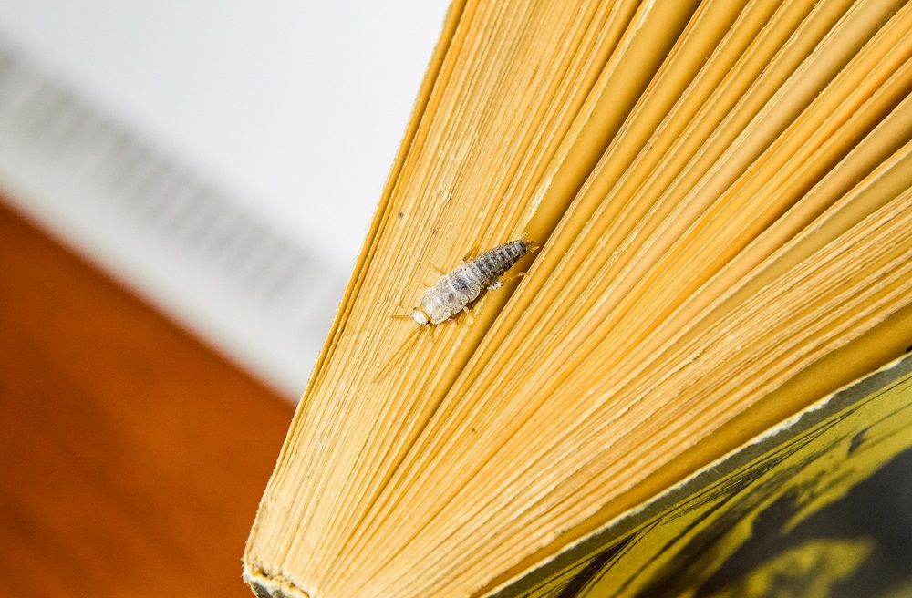 Rentokil Initial: Los insectos, esos grandes lectores