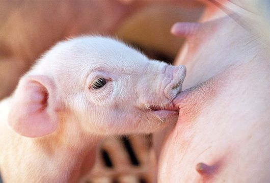 El Bienestar Animal, del cumplimiento normativo a la necesidad en el sector porcino