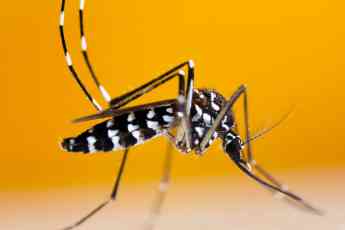 mosquiteras como solución contra el mosquito tigre