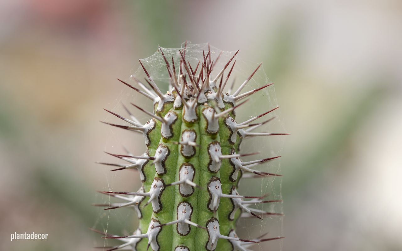Fotografia Euphorbia Baioensis