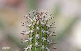 Foto de Euphorbia Baioensis
