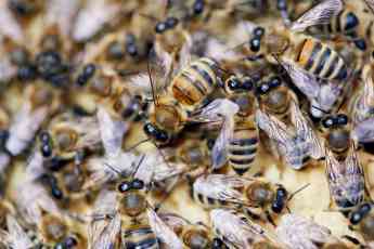 Rentokil Initial: Me ha picado un bicho, ¿es una avispa o una abeja?