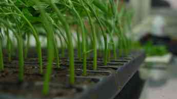 La UPC School ofrece un nuevo posgrado en Tecnologías de Producción y Transformación del Cannabis