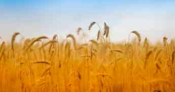 Aumenta el crédito a las actividades agrícolas, ganaderas y pesqueras en el 2021