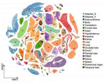  Visualización de 222.526 células de 20 tejidos/órganos de los