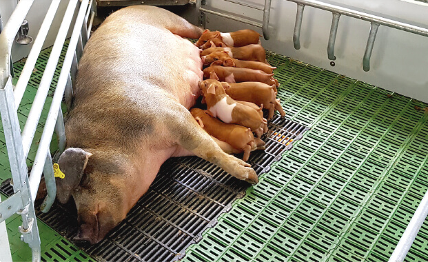 La seguridad alimentaria y el bienestar animal: un binomio indispensable en el sector porcino