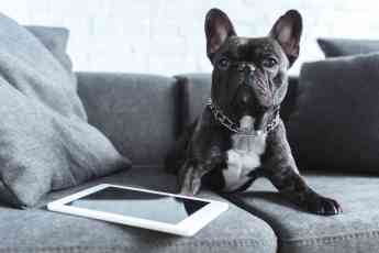 Veterizonia tienda de animales y clínica veterinaria ofrece los mejores consejos para viajar con mascota durante las vacaciones